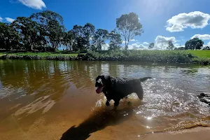 Kedron Brook Dog Walk image