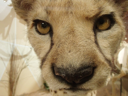 Museum «SKELETONS: Museum Of Osteology», reviews and photos, 8441 International Dr Suite 250, Orlando, FL 32819, USA