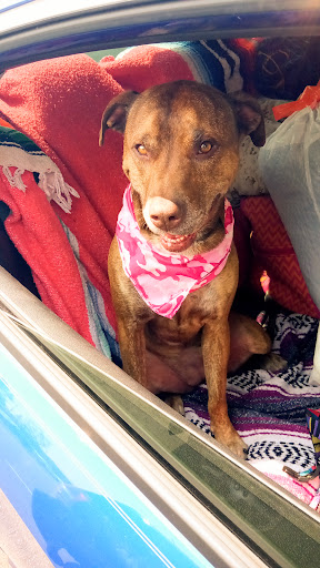 Shopping Mall «Shoppers Square», reviews and photos, 370 Casazza Dr, Reno, NV 89502, USA