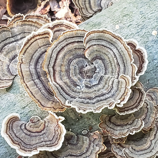 Park «Leakin Park», reviews and photos, 4921 Windsor Mill Rd, Gwynn Oak, MD 21207, USA