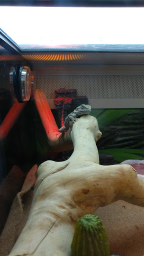 Pet Supply Store «PetSmart», reviews and photos, 2435 Prairie Center Pkwy, Brighton, CO 80601, USA