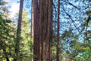 Redwood Nature Trailhead