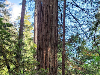 Redwood Nature Trailhead
