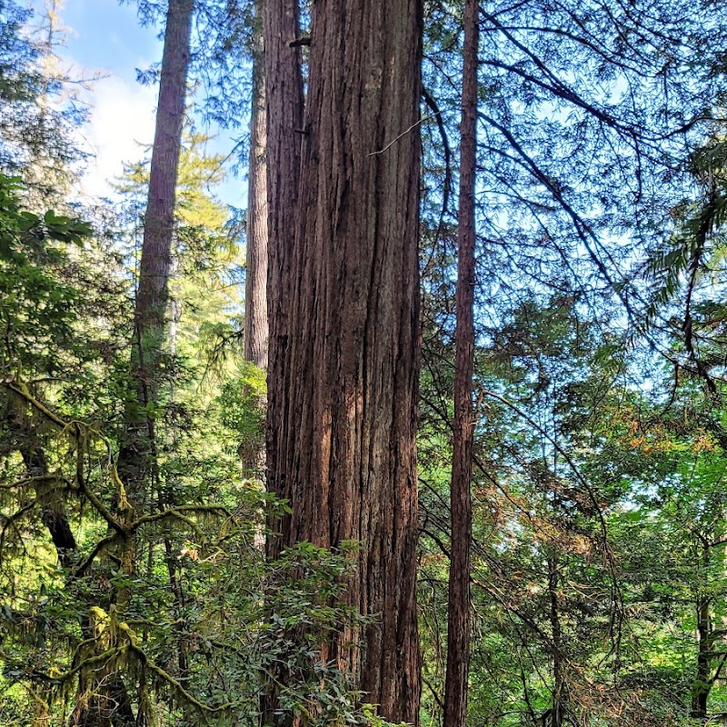 Redwood Nature Trailhead