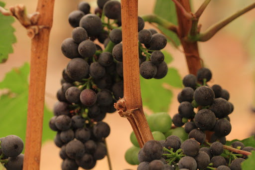 Winery «Coelho Winery», reviews and photos, 111 5th St, Amity, OR 97101, USA