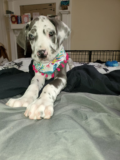 Pet Supply Store «Pet Supplies Plus», reviews and photos, 319 N Berkeley Blvd, Goldsboro, NC 27534, USA