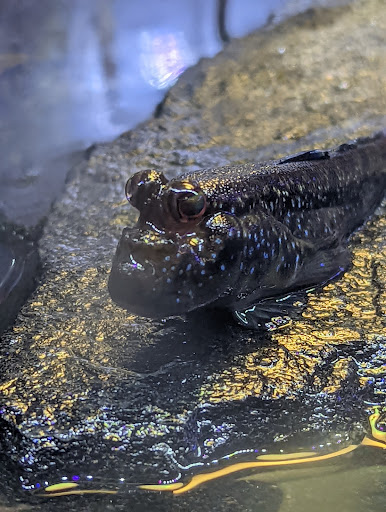 Pet Supply Store «Aquariums and Reptiles», reviews and photos, 11400 S Cleveland Ave, Fort Myers, FL 33907, USA