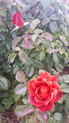 Park «Acacia Park», reviews and photos, 115 E Platte Ave, Colorado Springs, CO 80903, USA