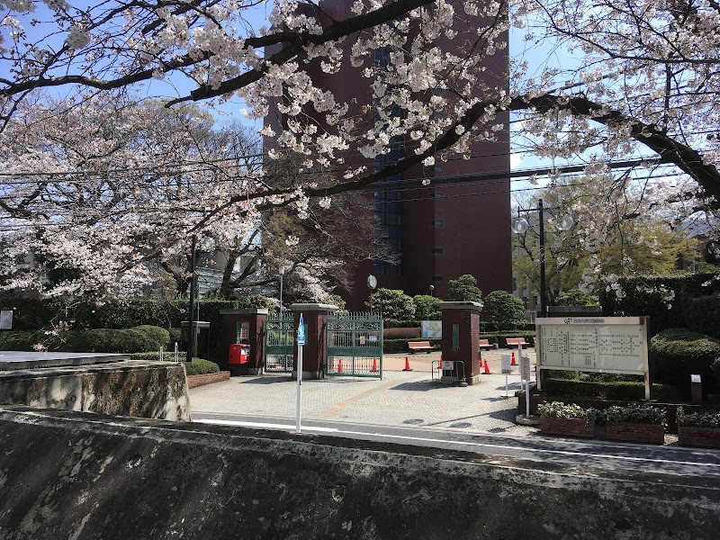 日大通りの桜
