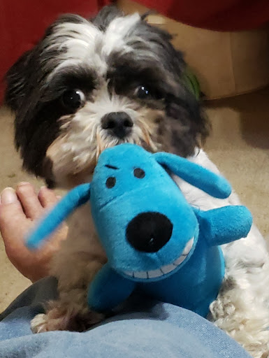 Pet Supply Store «PetSmart», reviews and photos, 1734 Old Fort Pkwy, Murfreesboro, TN 37129, USA