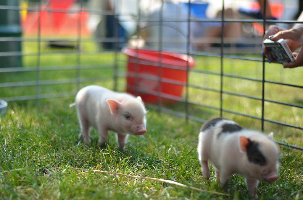 Miniland Mini Pigs