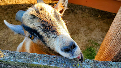 Golf Course «Waters Edge Mini Golf», reviews and photos, 230 N Ronks Rd, Bird in Hand, PA 17505, USA