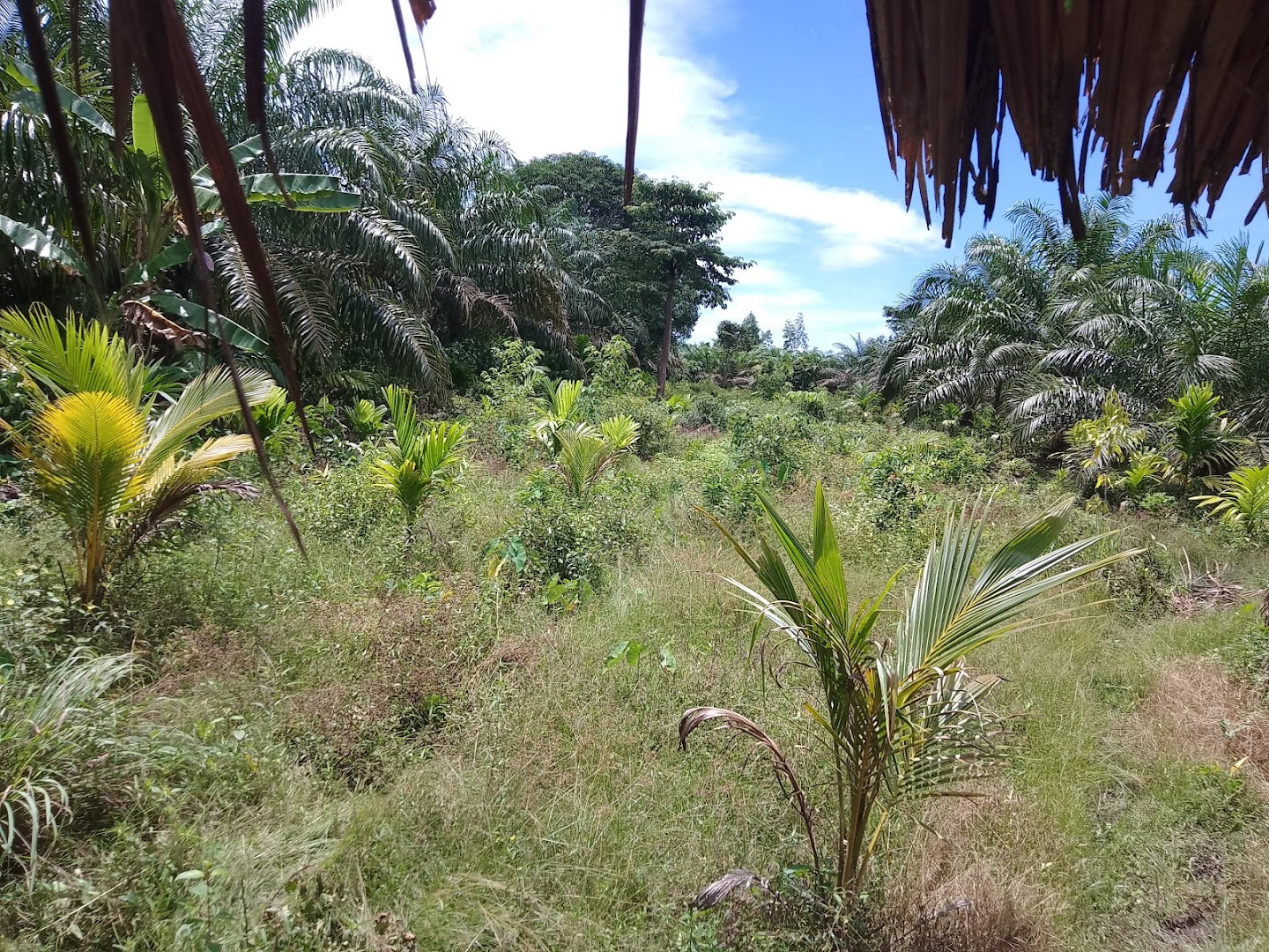 Kebun Lebol Pinang dan Durian