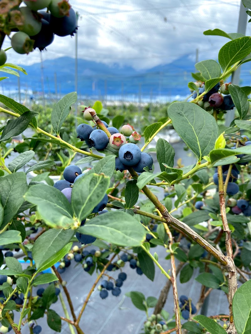 幸 Sachi Blueberry Farm 水耕栽培系 無農薬ブルーベリー狩り 山梨県南アルプス市清水 果樹園 グルコミ