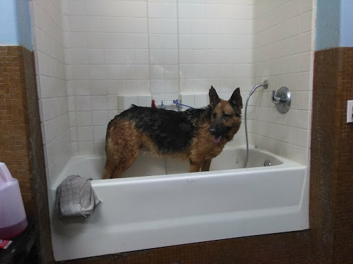 Pet Supply Store «Cats and Dogs - Pet Supplies & Grooming», reviews and photos, 2833 Hyperion Ave, Los Angeles, CA 90027, USA