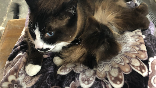 Naches Veterinary Service