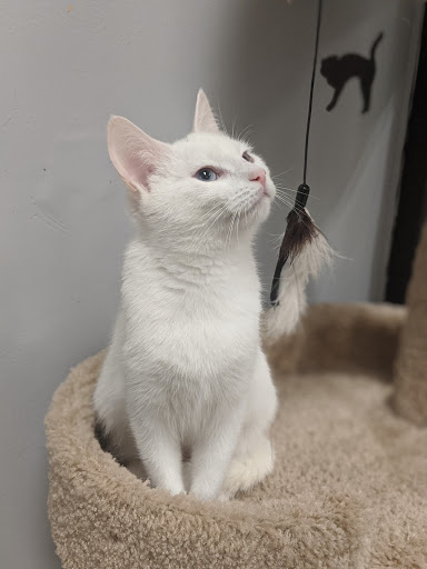 Pet Supply Store «PetSmart», reviews and photos, 1331 Nixon Dr, Moorestown, NJ 08057, USA