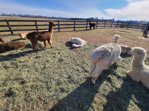 Farm «Painted Sky Alpaca Farm & Fiber Mill», reviews and photos, 95 Knight House Ln, Earleville, MD 21919, USA