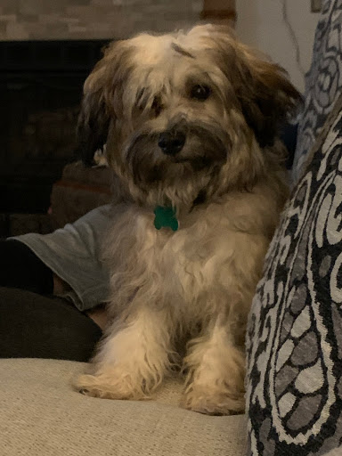 Pet Store «Critters Pet Shop», reviews and photos, Randall Rd, South Elgin, IL 60177, USA