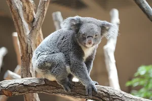 Koala Cage image