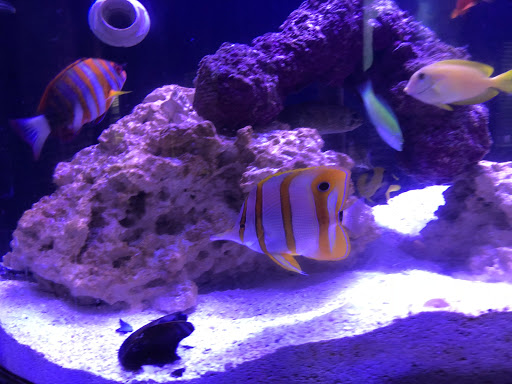 Tropical Fish Store «Nemo Aquarium», reviews and photos, 1560 Indian Trail Rd #106, Norcross, GA 30093, USA