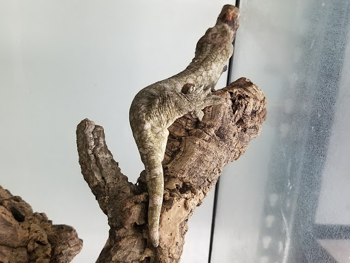 Reptile Store «MOC Reptiles», reviews and photos, 643 NE 125th St, North Miami, FL 33161, USA