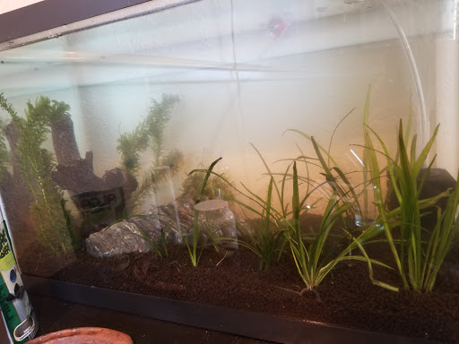 Aquarium «Live Aquarium Plants Company», reviews and photos, 240 NW 107th Ave, Miami, FL 33172, USA