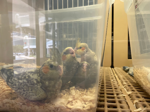 Pet Store «Petland South Orlando», reviews and photos, 3920 S Semoran Blvd, Orlando, FL 32822, USA