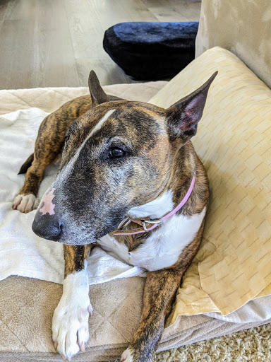 Pet Supply Store «PetSmart», reviews and photos, 1500 E Village Way #2380, Orange, CA 92865, USA