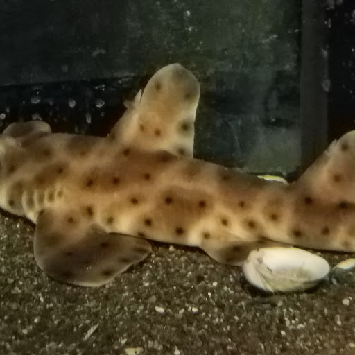 Pet Store «Movie Vault & PETropoliS live», reviews and photos, 1296 Anderson City Rd, Lawrenceburg, KY 40342, USA