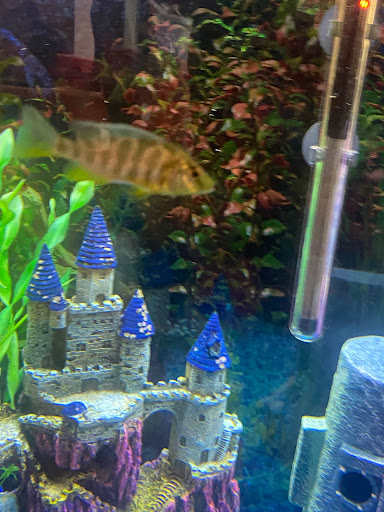 Pet Store «Pet Connection», reviews and photos, 29551 Five Mile Road, Livonia, MI 48154, USA