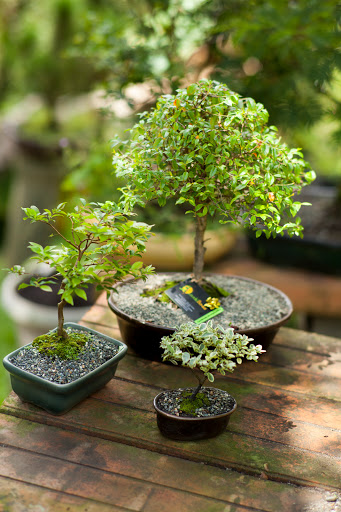 Casa del Bonsai