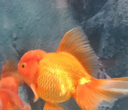 ACUARIO GUADALAJARA photo