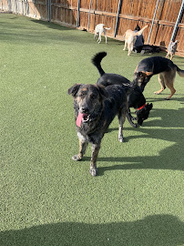 Boarding And Beyond - Photo 3 - Car repair in Aurora, CO, Aurora