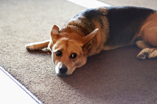 Winery «SoLu Estate Winery & Meadery», reviews and photos, W8269 County Rd F, Cascade, WI 53011, USA