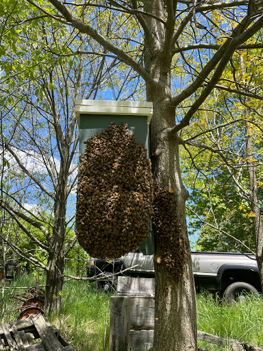 Hatchs Honey & Bee Removal LLC image 9