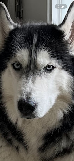 Explore crocodile tattoo ideas, creative tattoo ideas in Sarasota, available at SEVEN SINS Tattoo Studio