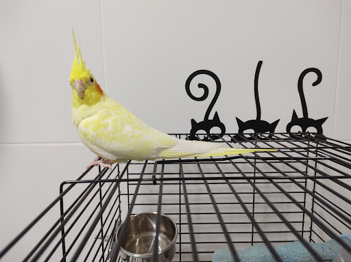 Clínica Veterinaria Faunatopía en Valencia