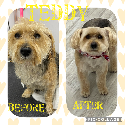 Pet Store «DipidyDawg Gourmet Dog Bakery & Boutique», reviews and photos, 21301 S Tamiami Trail Suite 430, Estero, FL 33928, USA