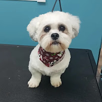 Temple Of Groom Pet Grooming - Photo 3 - Car repair in Yuba City, CA, Yuba City