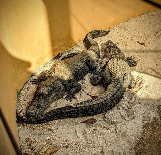 Sightseeing Tour Agency «Jungle Queen Riverboat», reviews and photos, 801 Seabreeze Blvd, Fort Lauderdale, FL 33316, USA