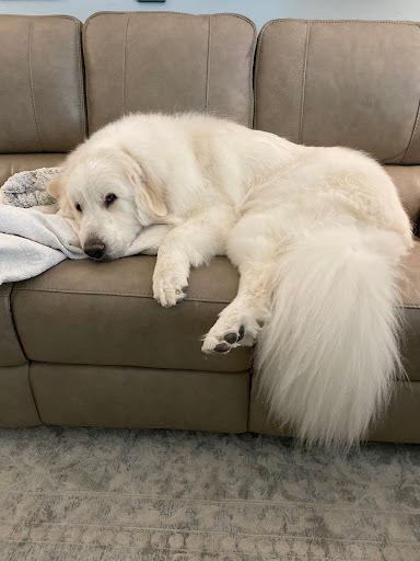 Boutique «Fetching Canine Grooming and Boutique», reviews and photos, 1490 W State Rd 434, Longwood, FL 32750, USA