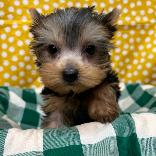 Pet Store «Four Paws and a Tail», reviews and photos, 120 Northtown Dr, Blaine, MN 55434, USA