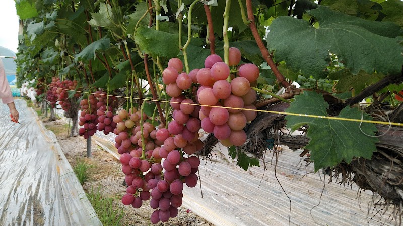 吉野フルーツ農園