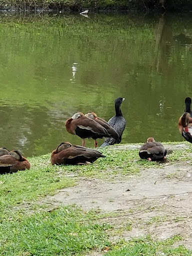 Golf Course «Heron Lakes Golf Course», reviews and photos, 7910 North Sam Houston Pkwy W, Houston, TX 77064, USA