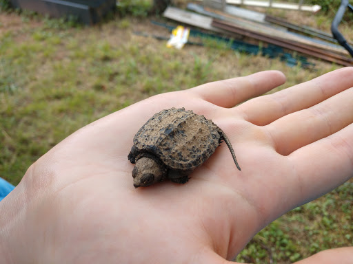 State Park «Panola Mountain State Park», reviews and photos, 2620 GA-155 N, Stockbridge, GA 30281, USA