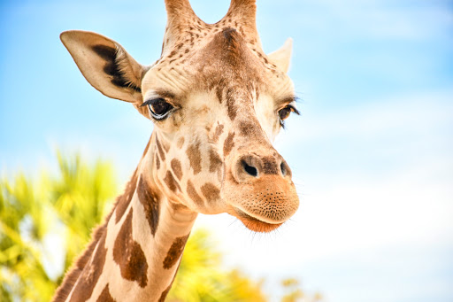 Zoo «Gulf Breeze Zoo», reviews and photos, 5701 Gulf Breeze Pkwy, Gulf Breeze, FL 32563, USA