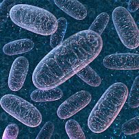 Robert W. Smith, DC, DABCI - Photo 4 - Car repair in Baton Rouge, LA, Baton Rouge