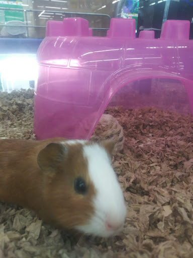 Pet Supply Store «Pet Supplies Plus», reviews and photos, 30450 Lakeshore Blvd, Willowick, OH 44095, USA