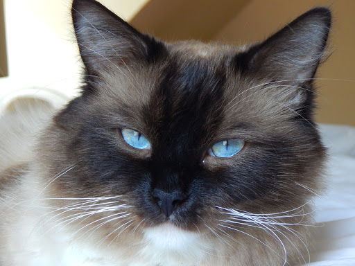 Pet Supply Store «Pet Supplies Plus», reviews and photos, 13360 W 87th St Pkwy, Lenexa, KS 66215, USA